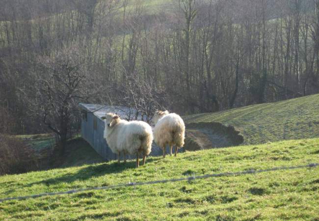 moutons pyrenees atlantiques.jpg tourisme dans le pays basque des pyrénées atlantiques nouvelle aquitaine